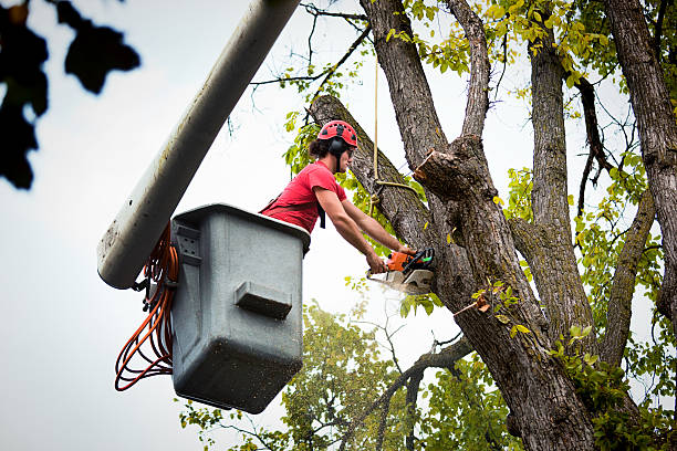 Best Root Management and Removal  in Cullowhee, NC